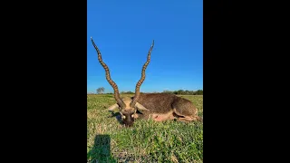 Black Buck Bow Hunt - Full Video