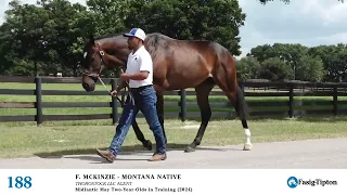 Hip #188 - Filly by McKinzie - Montana Native (Walking Video)