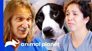 Heartfelt Dog Reunions | Dr. Jeff Rocky Mountain Vet