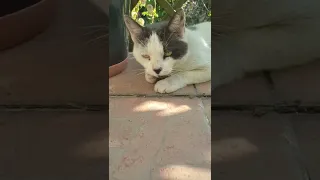 cute cat #16