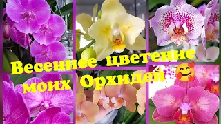 Весеннее цветение моих Орхидей 🥰 Буду очень благодарна за лайки, за комментарии.