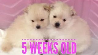 All about Pomearnian Puppies at 5 Weeks old