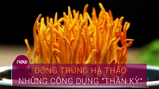 Đông trùng hạ thảo: Dược liệu "vô giá" của thiên nhiên | VTC Now