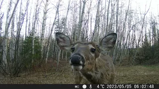 Buck selfie time