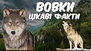 Вовки. Цікаві факти про вовків. Флора і фауна України.