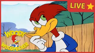 LIVE 🔴 Woody LOVES travelling everywhere!  | Join Woody LIVE! | Woody Woodpecker