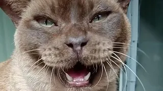 Cat meows compilation #4