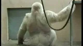 Snowflake the Gorilla in 1997 and 2003