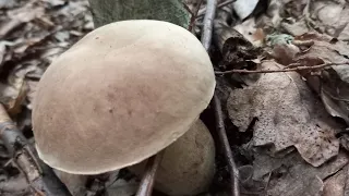 Білі Гриби ще Є - у Букових Лісах. По одному по одному, ще Нащибали.. mushrooms