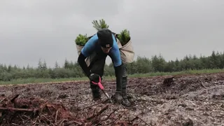 Introducing the Tree Planters