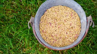 Sowing the Seed - How to grow your oats