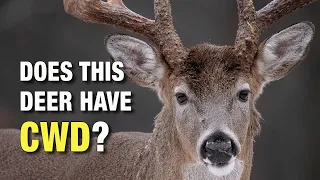 What Does a Deer With CWD Look Like? Chronic Wasting Disease in Wild Whitetails