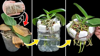 Tips for breeding simple orchids in the country 100% success with just this one pack