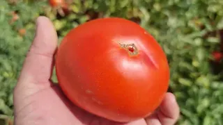 Крупный помидор для выращивания в поле, Мирсини F1.