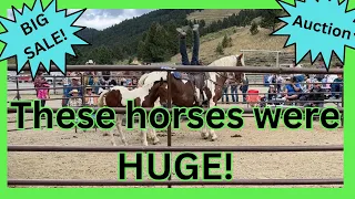 This horse AUCTION was CRAZY!