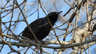 Common starling / Sturnus vulgaris