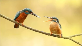 Kingfisher Courtship Feeding: It Started With a fish! | Discover Wildlife | Robert E Fuller