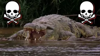 The Deadliest Crocodile Ever: Gustave