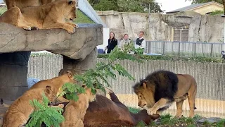 #copenhagen#zoo#lions#species