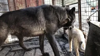 Канадский волк принял в стаю западно-сибирскую лайку