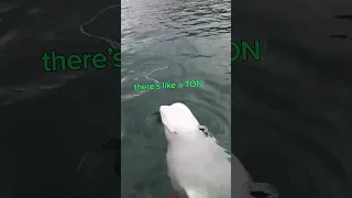 Beluga Whale Plays FETCH
