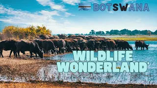 Botswana | Travel Documentary | Botswana Safari [Full Documentary 4K]