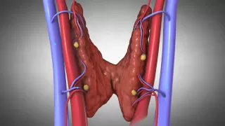 Parathyroid Glands and Hyperparathyroidism: Amazing Animation.