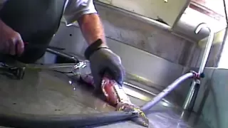 Skinned Alive - Cruel Catfish Slaughter Exposed