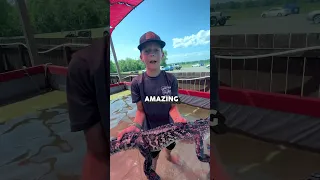 🐊 Insane Louisiana Alligator Biology #louisianacrawfish #louisiana #gators #swamp #crawkid