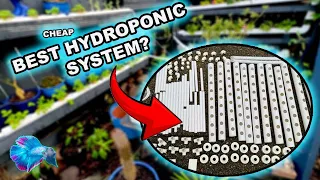 THE BEST CHEAP EBAY HYDROPONIC AQUAPONIC SYSTEM...
