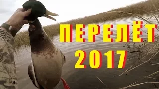 Охота на утку с мр-155 и спаниель видео 2017