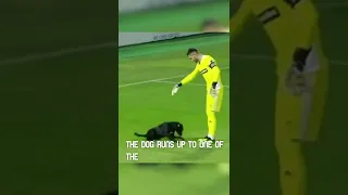 Dog Interrupts Soccer Game to Ask for Belly Rubs!