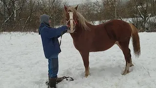 Жеребчик🔥 по Рубіну🐴 на продажу💸 коні ваговози💪. Тернопільщини Коні в Україні 🇺🇦🇺🇦🇺🇦