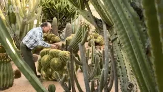 Amazing Cactus Garden and Collection, Gilgandra, Australia