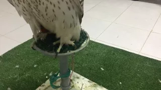 Gyr Falcon blind and neurological damage