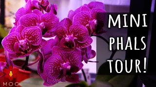 Tons of blooms on my Mini Phalaenopsis Orchids & this is how I got them!