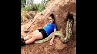 2 The girl who collected the eggs was caught by the python in the cave