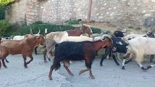 Γιδοπρόβατα στο Αγρίδι- μετακίνηση στα Καλοκαιρινά γρέκια