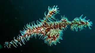 Facts: The Ornate Ghost Pipefish