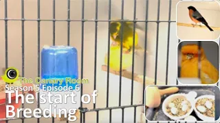 The Canary Room Season 5 Episode 6 - The Start of Breeding