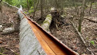 Birch Bark Canoe Build - Bark, Sheathing & Thwarts | WOODWORKING | BUSHCRAFT | CANADIAN WILDERNESS