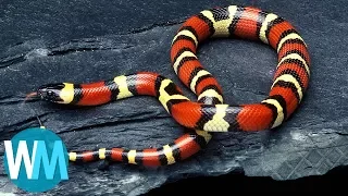 Top 10 Harmless Animals That People Are Scared Of