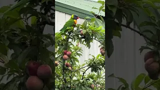 Beautiful birds eating my fruits