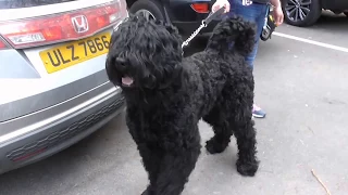Meet George Rare black Russian Terrier