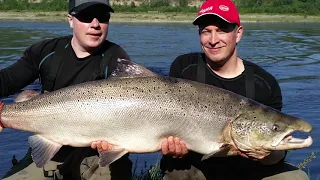 Lohi 23,12 kg Tenolta - Big Salmon from Teno River ( Salmon Fishing Finland / Norway Border )