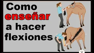 Truco infalible para que un caballo haga las flexiones laterales. Como hacer estiramientos equinos