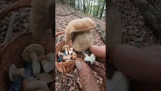 Amazing Boletus reticulatus/aestivalis#shorts #new #viral #nature #foryou #forest #mushroom #bosnia