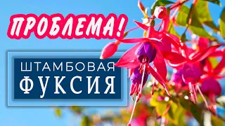 Проблема  ШТАМБОВЫХ  ФУКСИЙ. Не повторяйте моих ошибок