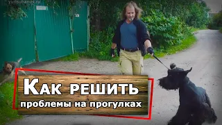 Русский черный терьер на прогулке - коррекция поведения