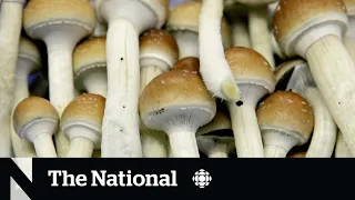 Illegal magic mushroom shops keep popping up in Canada